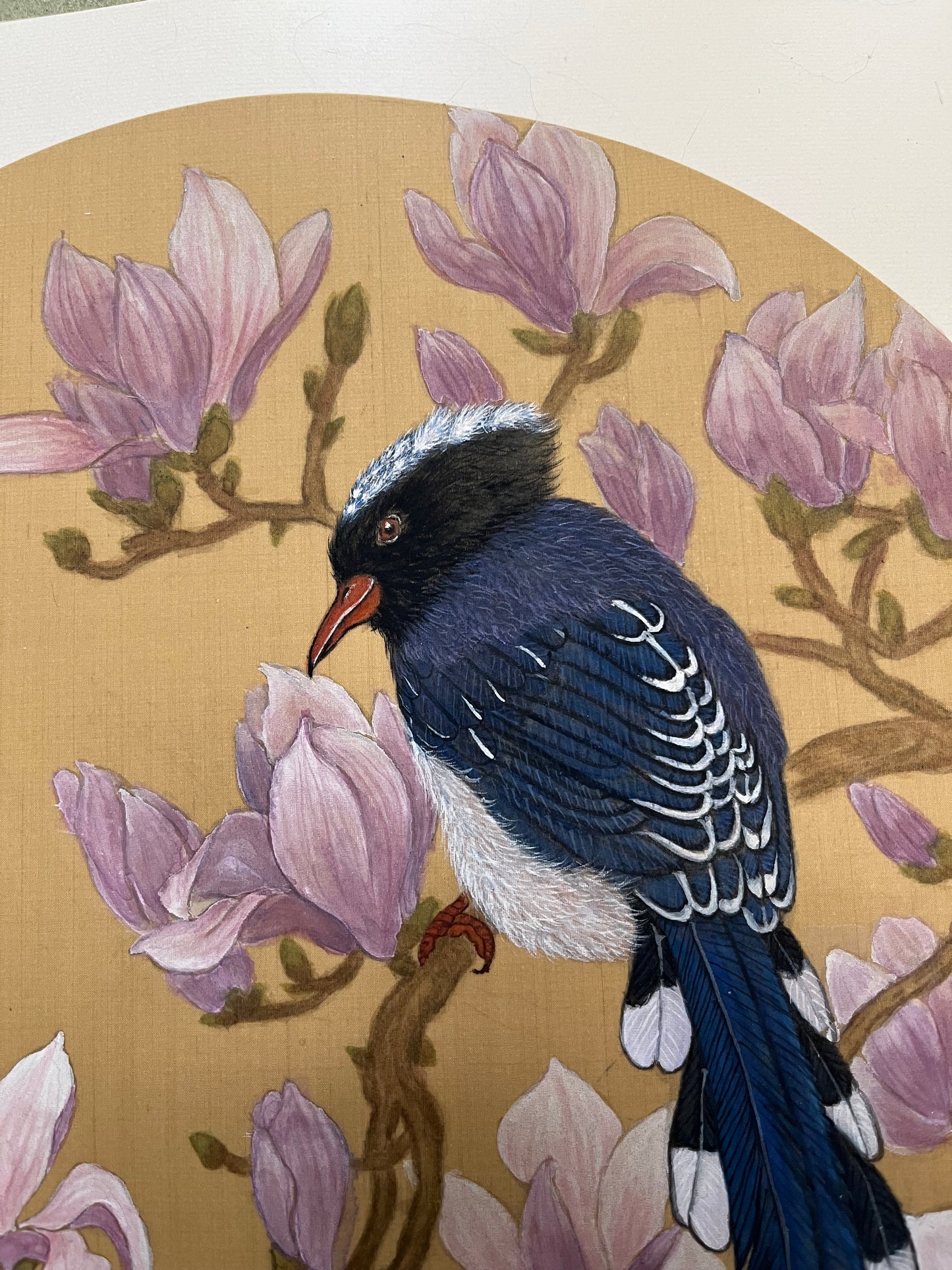 Red-billed blue Magpie