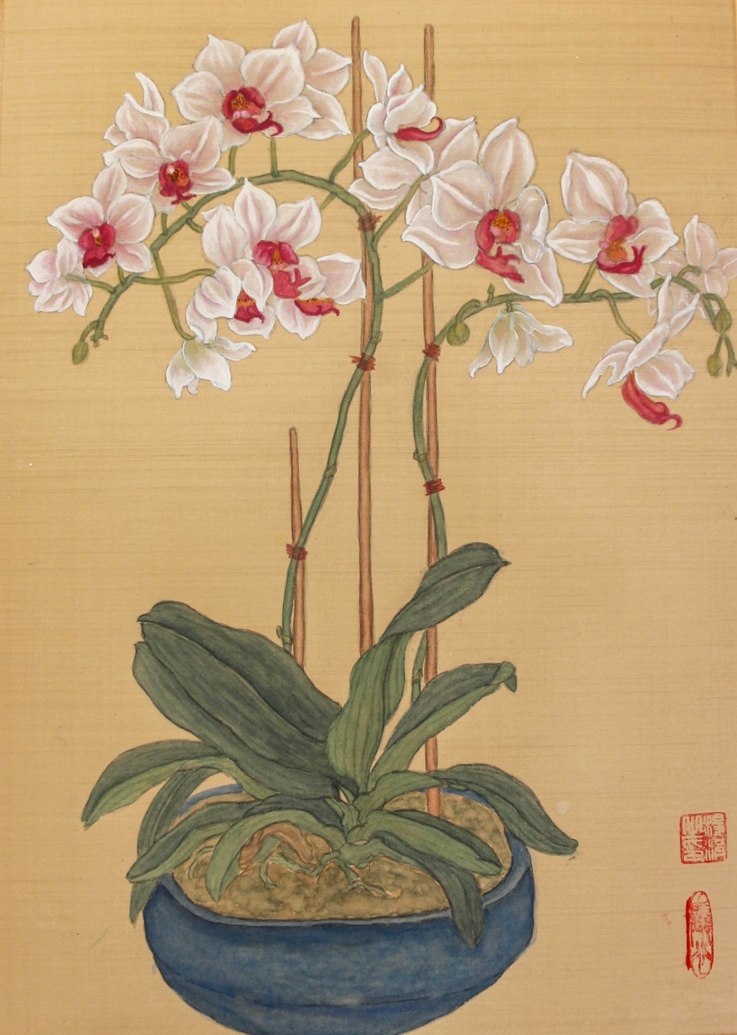 Orchid