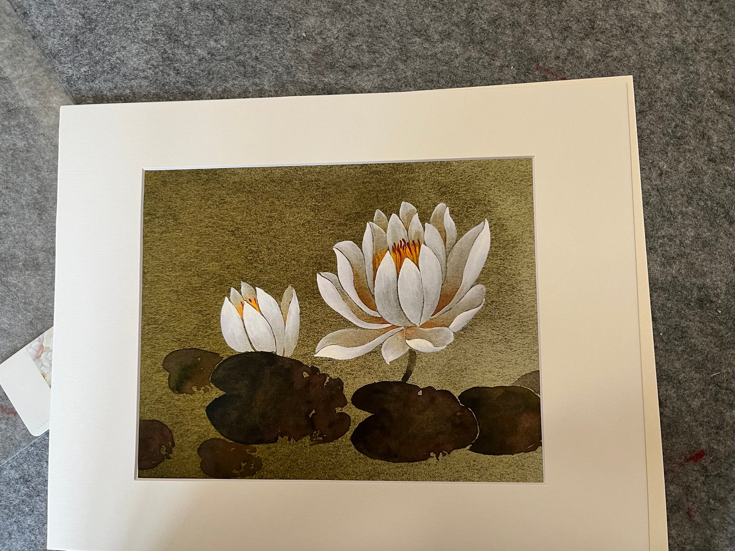 Fine art print" White waterlily"